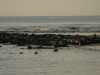 Seals at Head of the Meadow Beach
