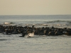 Seals at Head of the Meadow Beach