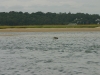 Seal in Salt Pond Bay