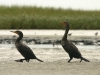 Cormorants at Salt Pond Bay