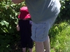 July raspberry picking in Glastonbury